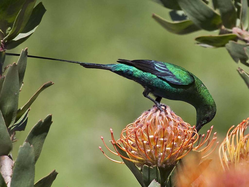 شقة Avian Leisure بلدة سيمون المظهر الخارجي الصورة
