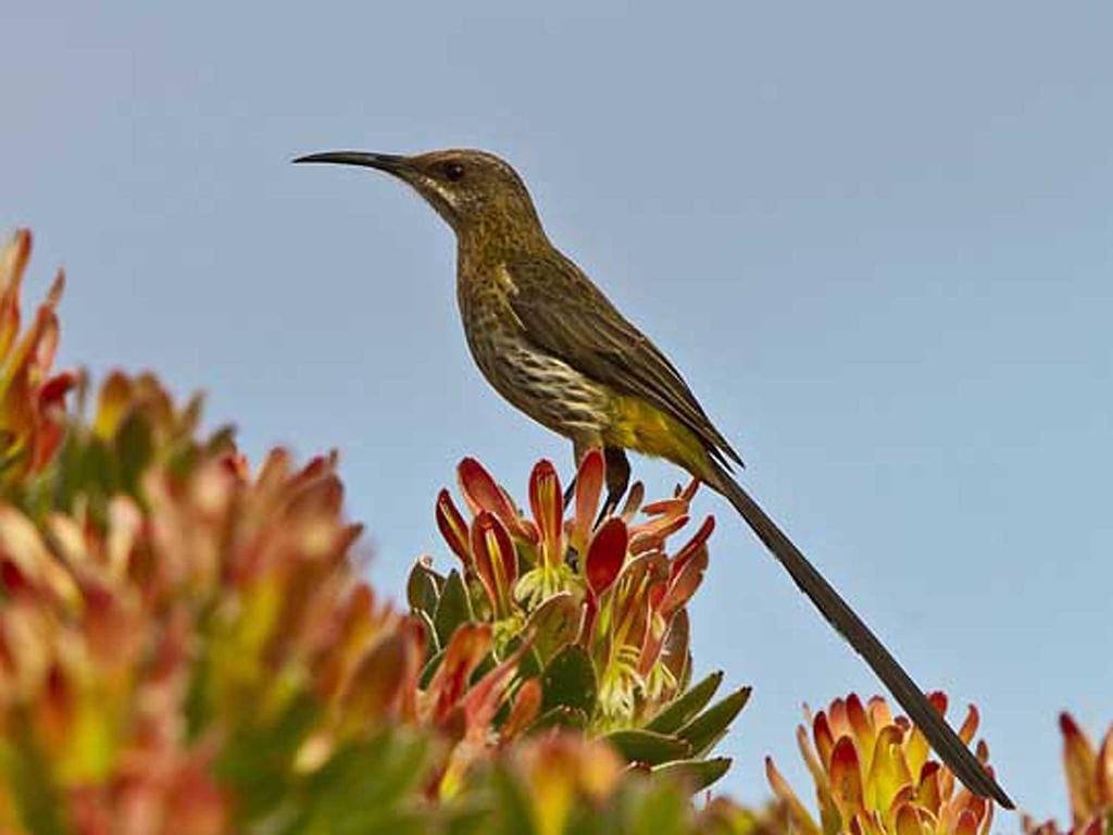 شقة Avian Leisure بلدة سيمون المظهر الخارجي الصورة
